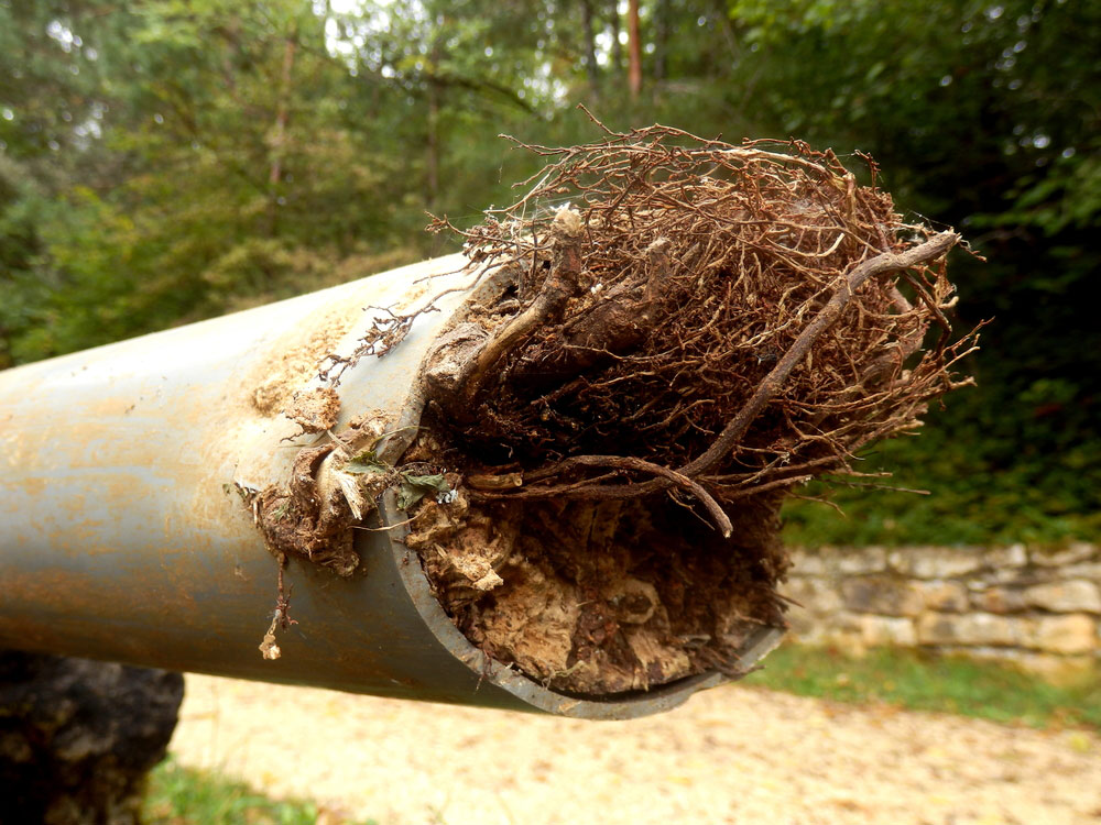 Closer Look Of A Pipe With Tree Roots